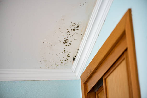 Best Commercial Mold Removal  in Bent, NE