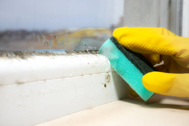 Best Mold Cleaning Services  in Bent, NE
