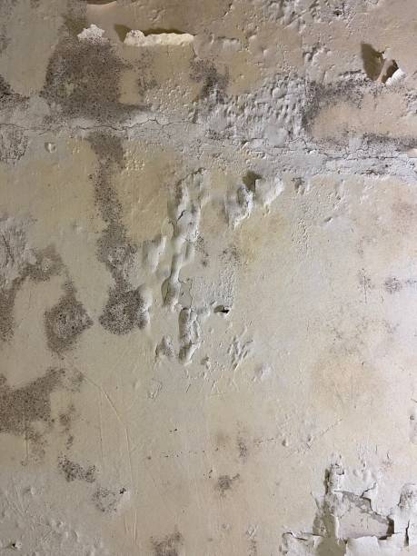 Best Black Mold Removal  in Bent, NE