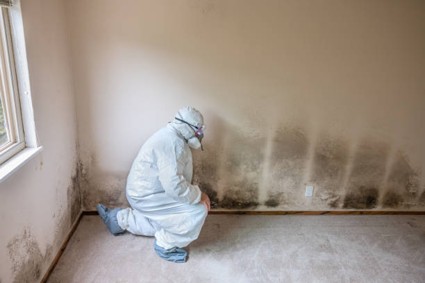 Best Toxic Mold Removal  in Bent, NE