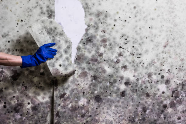 Best Professional Mold Removal  in Bent, NE