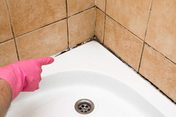 Best Office Mold Removal Services  in Bent, NE