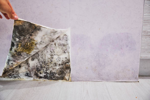 Best Residential Mold Removal  in Bent, NE